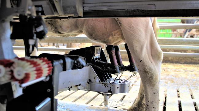 De Vlaamse melkkoeien die tijdens het afgelopen boekjaar van CRV werden afgevoerd, hadden tijdens hun leven gemiddeld 30.166 kg melk gegeven.