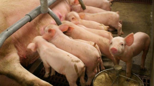 Voor minister Brouns lijkt het een heel logische stap om varkens die bij ons geboren en getogen zijn, ook als dusdanig te erkennen.