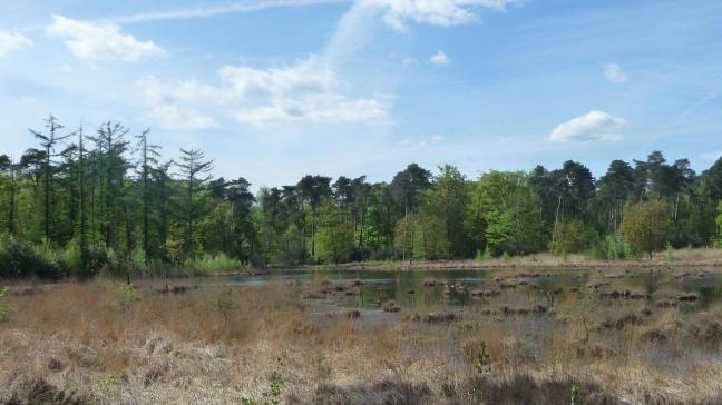 In een zone van zowat 10.000 m2 in het Turnhouts Vennengebied wordt het waterpeil geoptimaliseerd