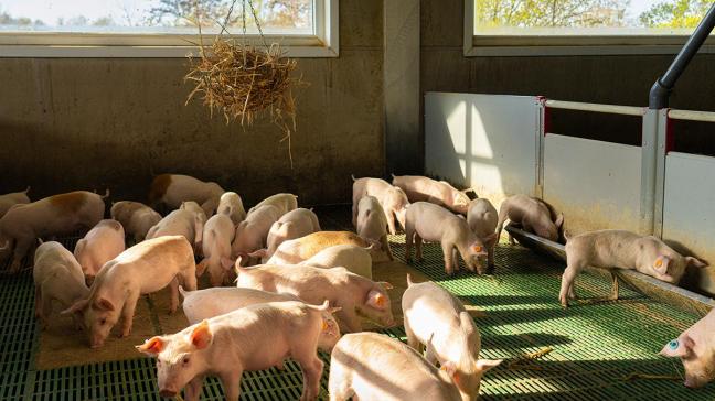 Dankzij de geconditioneerde huisvesting kunnen ze heel hygiënisch werken en het aantal ziektes door bijvoorbeeld luchtwegaandoeningen tot een minimum herleiden.