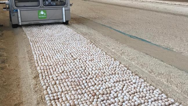 Bij het nestborn-systeem komen de eieren uit in de stal.