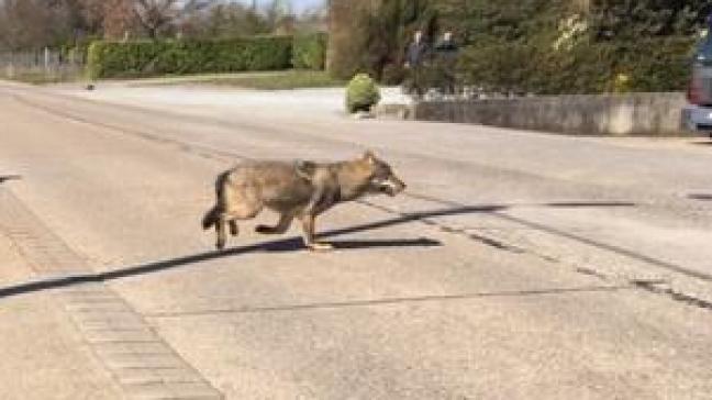 De 9 welpen zouden zomaar de baan kunnen oversteken, waardoor Welkom Wolf meer maatregelen vraagt.