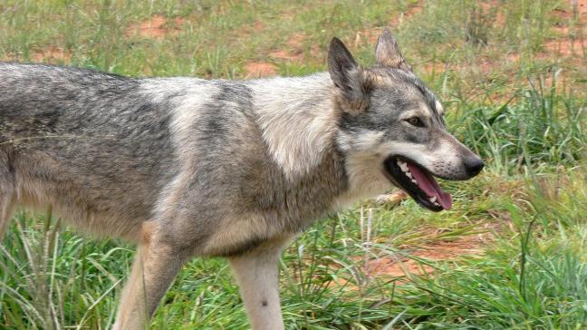 Vaak krijgen wolven zelfs nauwelijks de kans om van de gedode landbouwdieren te eten.