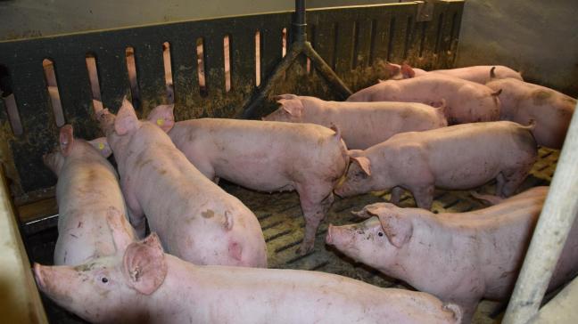 In het Vlaamse stopzettingsvoorstel werd de vergoeding forfaitair bepaald: voor vleesvarkens is dat 154 euro, voor zeugen 900 euro.