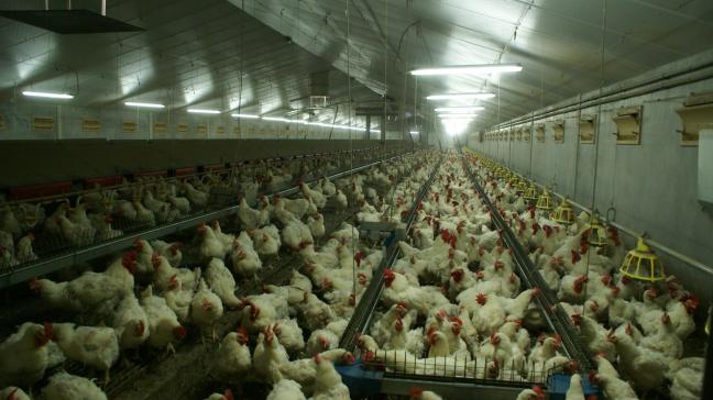 In Evergem werd een nieuw geval van vogelgriep vastgesteld.