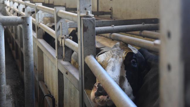 Vlaams Dierenminister Ben Weyts heeft een aanvullend controlesysteem in het leven geroepen, met dierenartsen die focussen op het welzijn van de dieren die geslacht gaan worden.