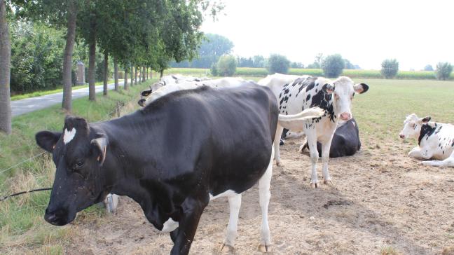 De koolstofvoetafdruk van Vlaamse melk daalde met 30% tussen 2000 en 2019.