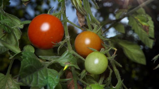 De verdachten zouden doelbewust hun planten willen besmetten, om de tomaten resistent te maken tegen het virus.