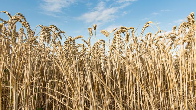 Sinds 1 augustus konden dankzij de deal 10 miljoen ton graan en andere landbouwproducten geëxporteerd worden.