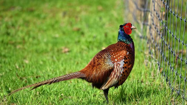Bij een fazantenpopulatie in Zinnik is op 18 november vogelgriep uitgebroken.
