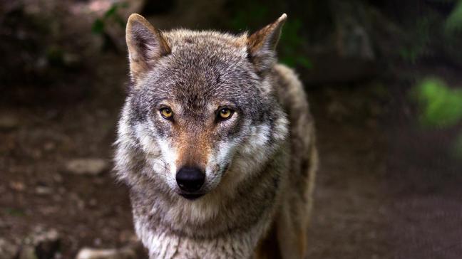 De komst van de wolf leidde tot een nieuwe term: ‘probleemwolf’.