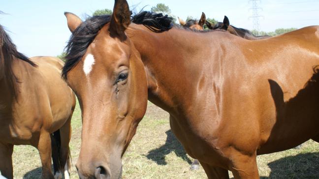 Het ging om paarden die om bepaalde redenen niet geschikt waren voor consumptie.