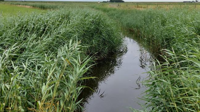 Natuurpunt wil alsnog een uniforme bufferzone van 6 m in langs waterlopen en grachten.