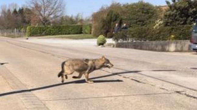 Het is nog niet duidelijk om welke wolf het gaat.