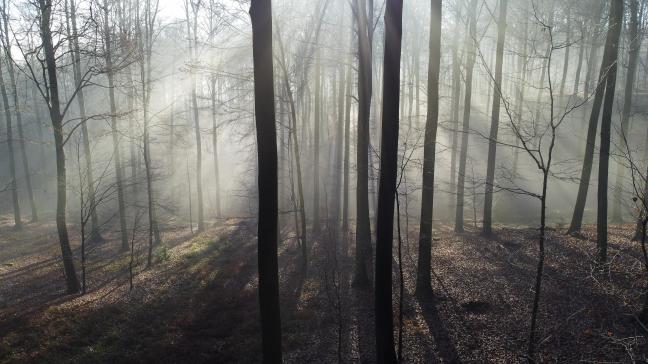 De aangekochte gronden moeten bestaande bossen opnieuw met elkaar verbinden.