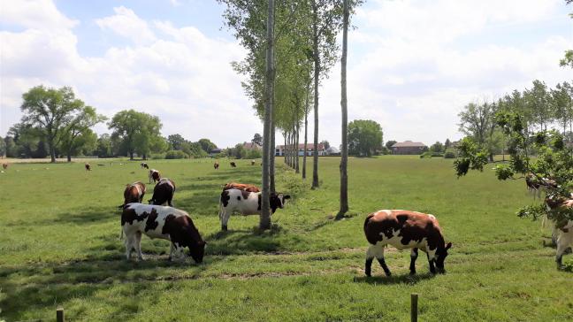 In DigitAF wordt de expertise van topdeskundigen uit heel Europa gebundeld om knelpunten weg te werken en de uitrol van agroforestry in de praktijk te versnellen.