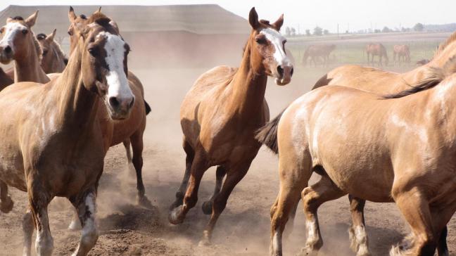 De GAIA-campagne hekelde in september 2021 de verkoop van vlees van mishandelde Argentijnse paarden door Carrefour.