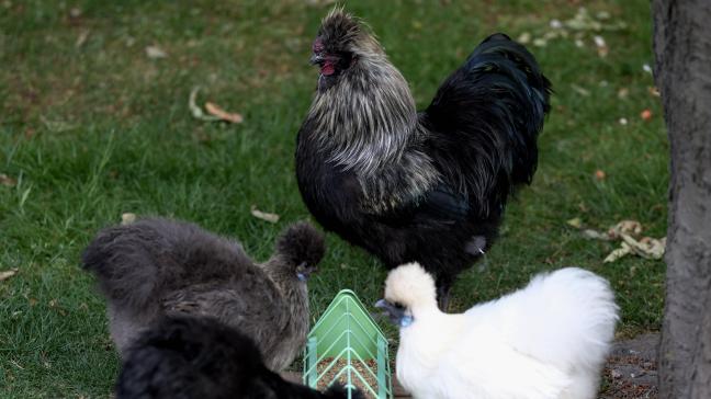 Bij een particuliere houder in Diksmuide is vogelgriep vastgesteld.