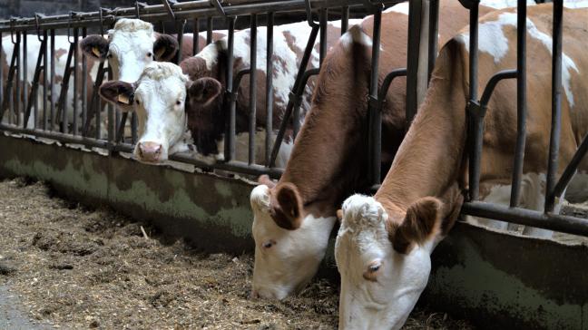 Met praktijktesten willen de onderzoekers gerichte voedingsinstructies opstellen  voor alle melkveehouders in Vlaanderen.