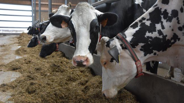 Ook al overheerst de vleesproductie in Wallonië, met een groter aantal vleesveehouders dan melkveehouders, toch is het gemiddeld aantal melkkoeien hoger dan het aantal  zoogkoeien.