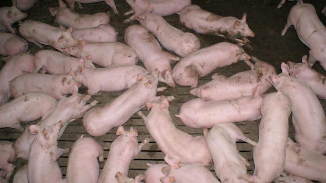 Er is nog steeds geen zicht op een concrete startdatum voor de uitkoopregeling voor varkenshouders.