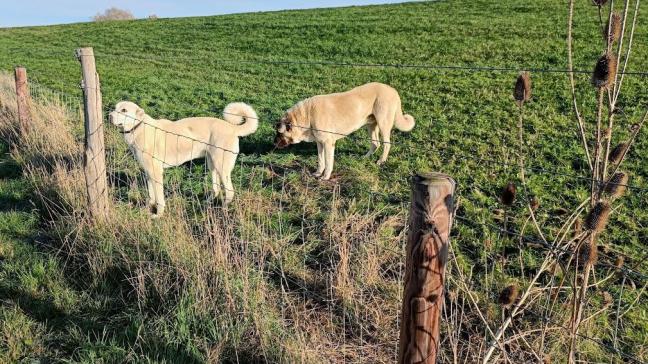 Twee Kangal-honden waken bij de kudde op de dijk aan het bedrijf aan de Wezer.