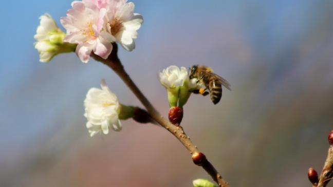 De winterkers bloeit met tussenpozen van november tot maart.