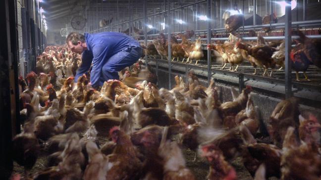 Het FAVV mag zijn volledige crisisreserve gebruiken in de strijd tegen de vogelgriep.