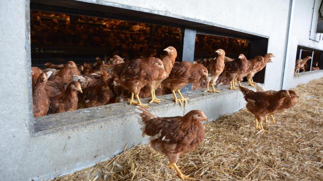 De Wereldorganisatie voor diergezondheid wil inzetten op vaccinatie tegen vogelgriep.