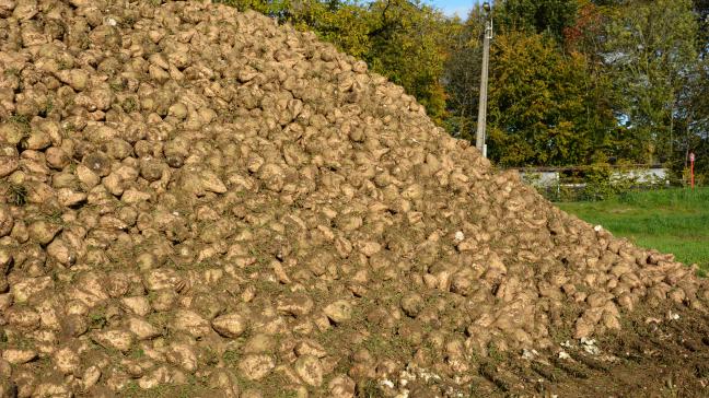 Hoewel de suikerprijzen momenteel gunstig zijn, worden de landbouwers sinds afgelopen voorjaar ook geconfronteerd met aanzienlijk hogere productiekosten.