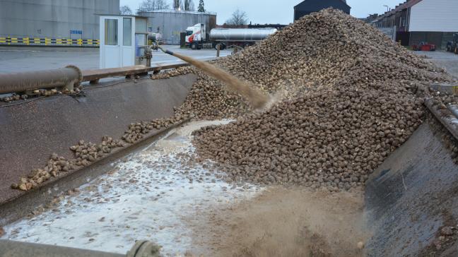 Om het circulaire karakter van de sector te vergroten, kan het reinigings- en transportwater van de bieten, nadat het langs bezinkingsbekkens is gepasseerd, gebruikt worden om  gewassen te irrigeren in geval van droogte.