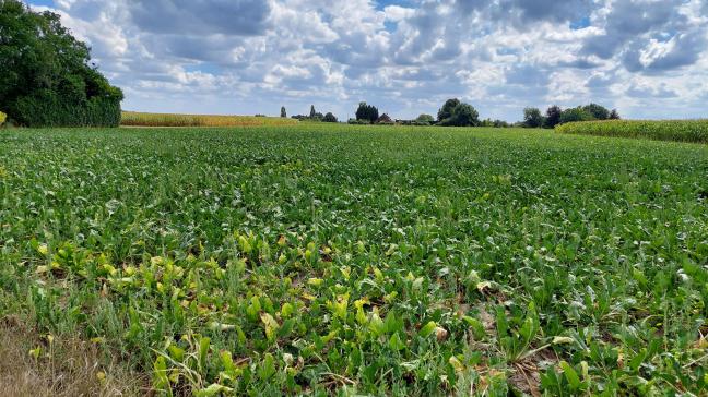 De BetaShield zaadbehandeling tracht een antwoord te vormen op de klimaatverandering waarmee de bietenteelt wordt geconfronteerd.