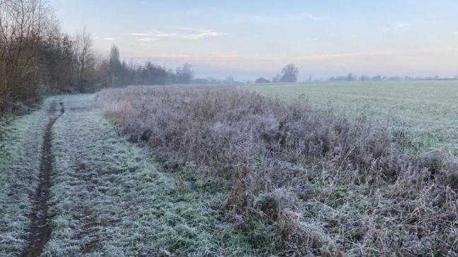 Geelgorzen houden van halfopen landschappen, zoals landbouwgebied met heggen en houtkanten.
