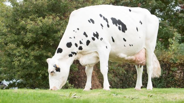 De homozygoot hoornloze Keur Zohare PP bereikte op 4 februari 2023 de kaap van de 100.000 kg melk. Dat is een primeur In Vlaanderen.
