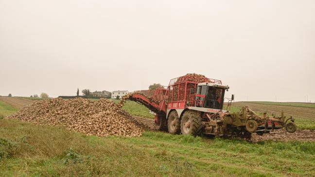 Bij bieten speelt zowel de verse opbrengst als de drogestofopbrengst een rol.