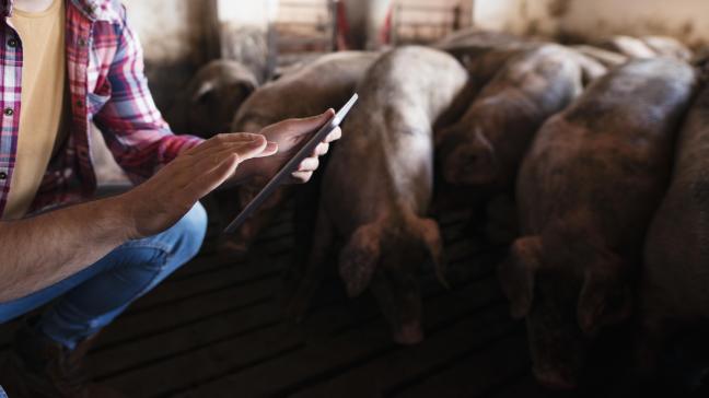 Tracy zorgt voor meer efficiëntie en een verdere digitalisering van de varkenssector.  De papieren vertrekfiche van BePork verdwijnt dus van het toneel.