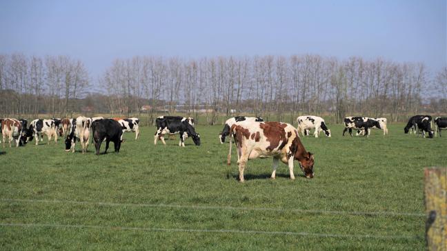 Momenteel is de draagkracht van de bodem al goed genoeg om koeien buiten te laten bij enkele dagen goed weer.