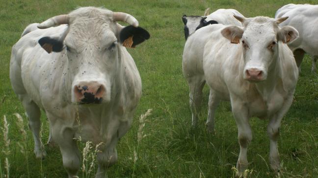 Veehouders die dieren aankopen vanuit risicogebieden worden sterk aangemoedigd om deze dieren te laten onderzoeken op besnoitiose en, in geval van een positief resultaat, deze af te voeren.