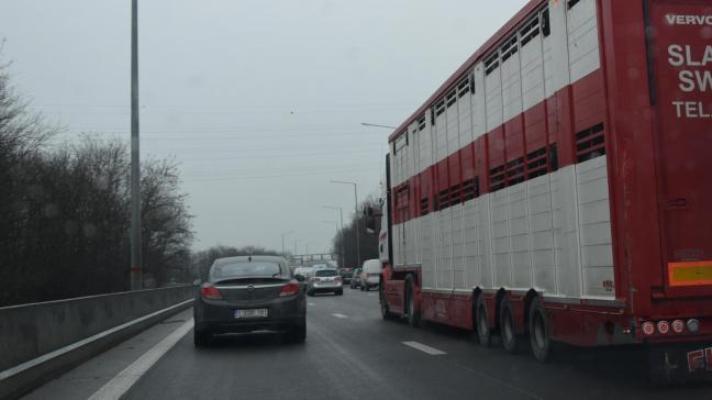 Het is ookop economisch vlak beter dat de slacht van de dieren hier plaatsvindtin plaats vanin andere landen.