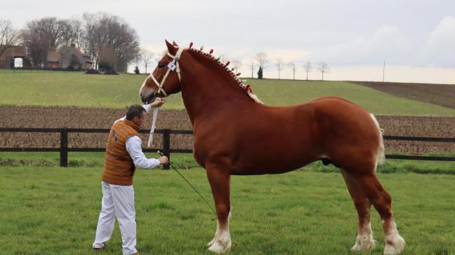 Kampioenhengst van het Vlaams Paard 2023, L-Valley Prince Piper.