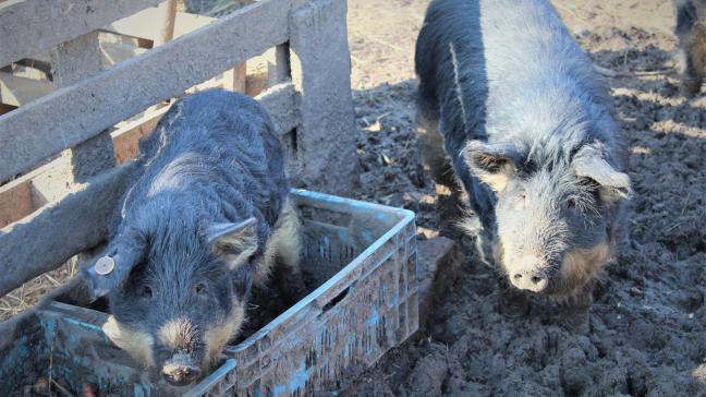 Woelen in de bodem is wat Mangalica-varkens het allerliefste doen.
