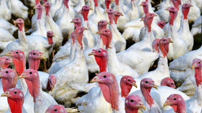 Europa laat sinds  12 maart toe om pluimvee te  vaccineren  tegen de  vogelgriep.
