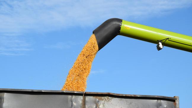 De stocks aan maïs in de wereld liggen volgens het laatste Wasde-rapport hoger dan de verwachtingen.