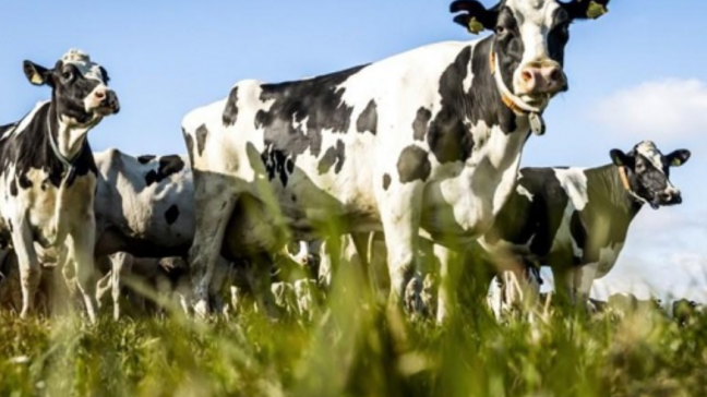 De Nederlandse provincie Gelderland gaat miljoenen euro's besteden aan een proef met sensoren, die de stikstofuitstoot op een boerenbedrijf meten.