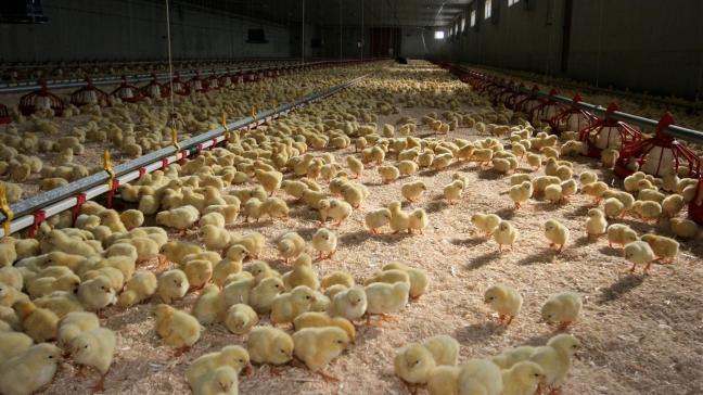 Volgens de indieners overweegt de Europese Commissie de mogelijkheid van een verbod op het afmaken van kuikens in de hele EU.