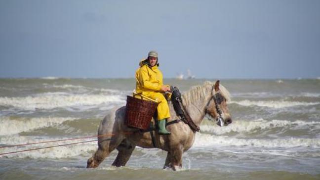 Johan Vandendriessche (rechts op de foto) geeft uitleg tijdens de demonstratie boomslepen te Torhout, ingericht door de vzw KM de Paardenkwekersbond van West-Vlaanderen in september 2022.