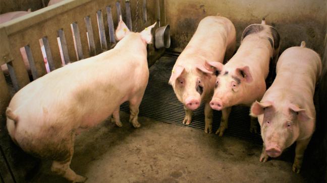 De consumentenprijzen van varkensvlees zijn de jongste maanden fors gestegen.