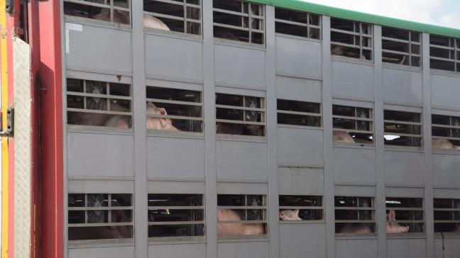 Acht Europese lidstaten hebben al duidelijk gemaakt dat ze zich kanten tegen een verbod op langeafstandstranporten voor boerderijdieren.