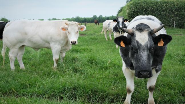 Coevia meldt hogere prijzen voor witblauwe stieren.