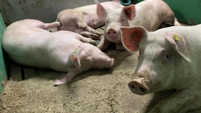De varkens willen bij hittestress meer verspreid liggen en contact met andere hokgenoten vermijden.